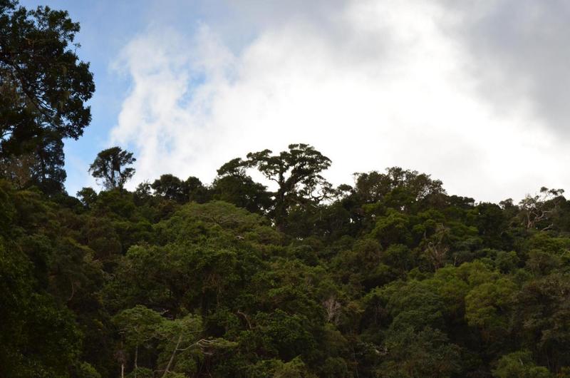 Le changement climatique pourraient rendre les forêts tropicales émettrices de CO2 !